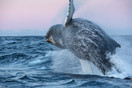 Fotografiereis Vesterålen Noorwegen - Humpback whale
