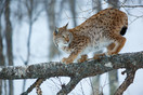 Fotografiereis Vesterålen Noorwegen - Lynx