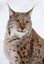 Fotografiereis Vesterålen Noorwegen - Lynx