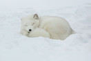 Fotografiereis Vesterålen Noorwegen - arctische vos